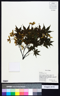 Acer palmatum image