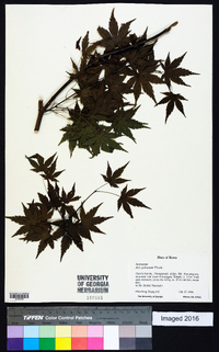 Acer palmatum image