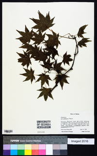 Acer palmatum image