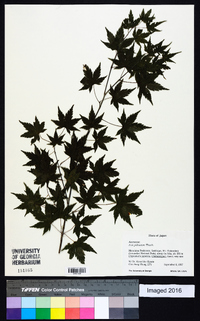 Acer palmatum image