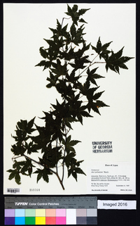 Acer palmatum image