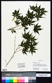 Acer palmatum image