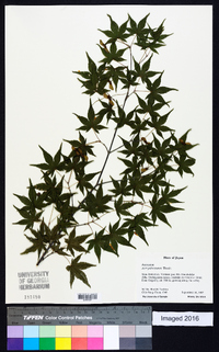 Acer palmatum image