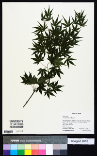 Acer palmatum image