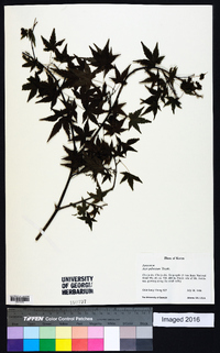 Acer palmatum image