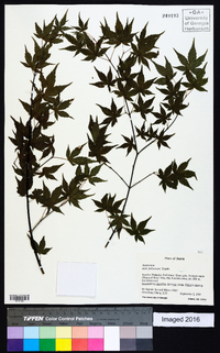 Acer palmatum image