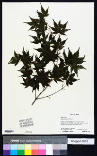 Acer palmatum image