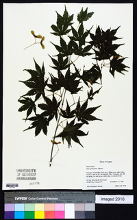 Acer palmatum image