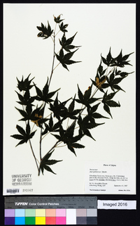 Acer palmatum image