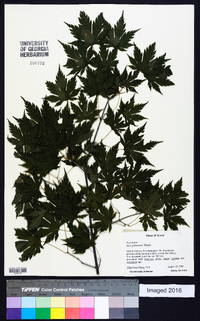 Acer palmatum image