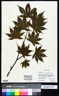 Acer palmatum image