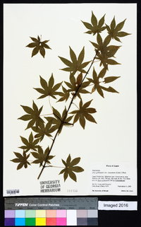 Acer palmatum image