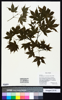 Acer palmatum image