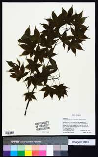 Acer palmatum image