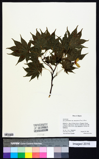 Acer palmatum image