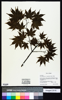 Acer palmatum image