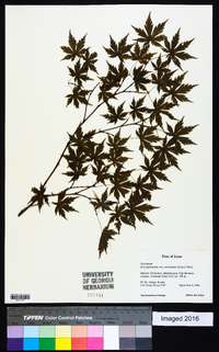 Acer palmatum image