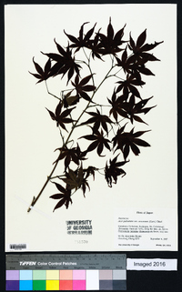 Acer palmatum image