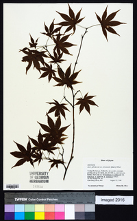 Acer palmatum image