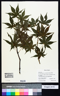 Acer palmatum image