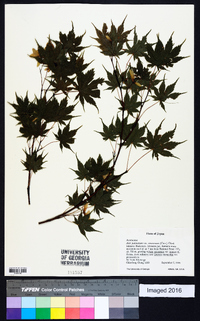 Acer palmatum image