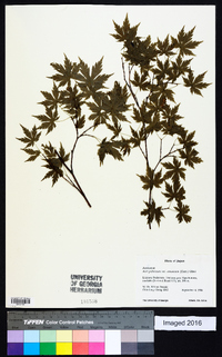 Acer palmatum image