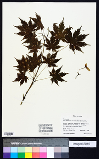 Acer palmatum image