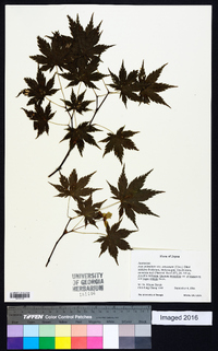 Acer palmatum image