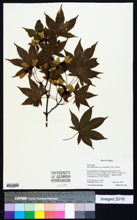 Acer palmatum image