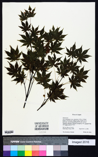 Acer palmatum image