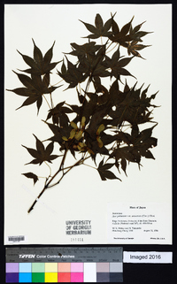 Acer palmatum image