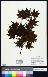 Acer palmatum image