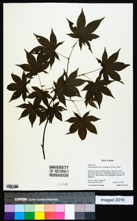 Acer palmatum image