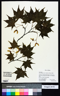 Acer palmatum image