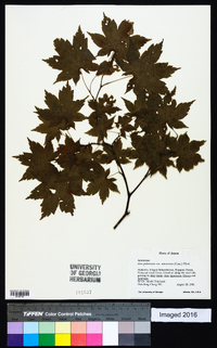 Acer palmatum image