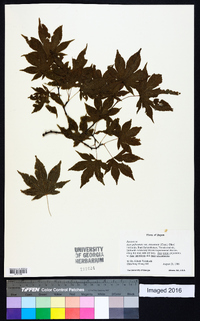 Acer palmatum image