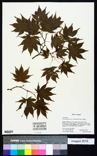 Acer palmatum image