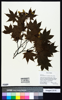 Acer palmatum image