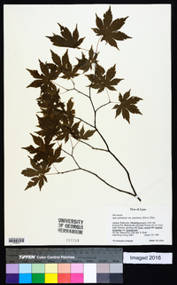 Acer palmatum image