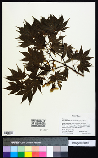 Acer palmatum image