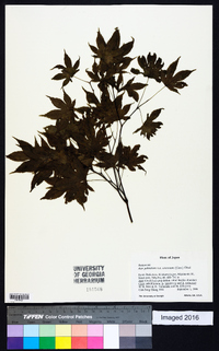 Acer palmatum image