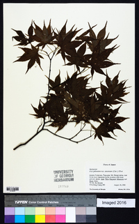 Acer palmatum image