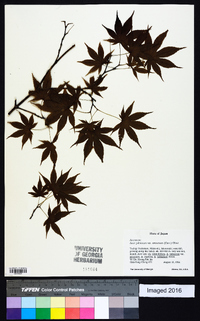 Acer palmatum image