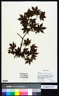 Acer palmatum image