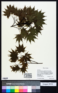 Acer palmatum image