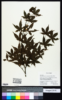 Acer palmatum image