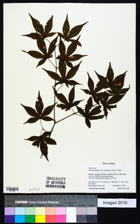 Acer palmatum image