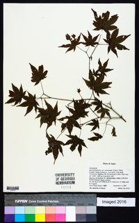 Acer palmatum image