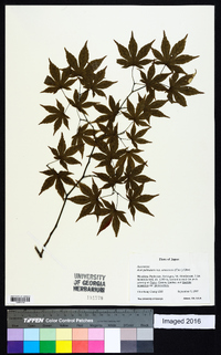 Acer palmatum image