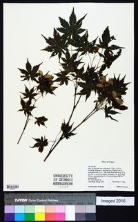 Acer palmatum image